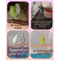 ราคา นกแก้วฟอพัส พร้อมทำ (365248429)