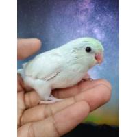 ราคา นกแก้วฟอพัส ไดรูทเทอควอย (เมีย) (365236724)