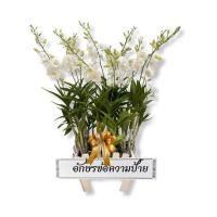 ราคา กล้วยไม้หวายจัดรางไม้ขาว พร้อมป้ายระบุข้อความ (365505-661395010)