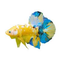 ราคา ปลากัดวัชรพล Galaxy Yellow (เกรด B) (361241-653553010)