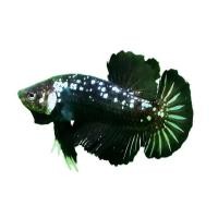 ราคา ปลากัดวัชรพล Black Samurai (เกรด B) (364306-658891010)