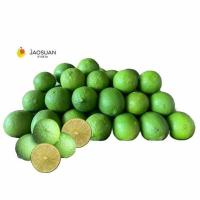 ราคา จาวสวน มะนาว พันธุ์ตาฮิติไร้เมล็ดออร์แกนิค (350656-636015010)