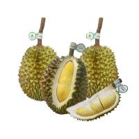 ราคา ไร่ทิพย์โอชาคีรี ทุเรียนหมอนทองป่าละอู 10 กก. (3-4 ลูก) (335056-609072010)