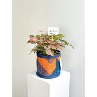 ราคา ต้นออมชมพู x เสื่อ PDM ลาย Avalon indigo-orange (สีคราม-ส้ม) (359147-730697010)