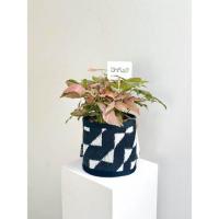 ราคา ต้นออมชมพู x เสื่อ PDM ลาย Stride black-white (สีขาว-ดำ) (359146-730696010)