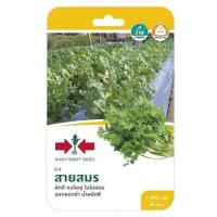 ราคา ผักชีสายสมร ศรแดง (1146666)