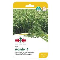 ราคา ผักบุ้งยอดไผ่ 9 ศรแดง (1146693)