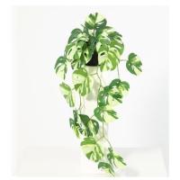 ราคา ต้นมอนสเตอร่าใบด่างประดิษฐ์ SPRING 57 ซม. (1259614)