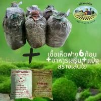ราคา เชื้อเห็ดฟางชุดละ 220 บาท เห็ดฟาง 6 ก้อน +อาหารเสริม+แป้งสร้างเส้นใย (1729592000533269331)