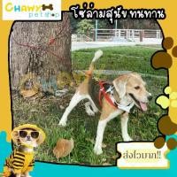 ราคา จัดส่งถึงบ้าน โซ่ สายเคเบิ้ล Cable3/5/10 เมตร ปลอกคอ น้องหมา โซ่ล่าม โซ่จูง โซ่ล่ามหมา สายเคเบิ้ล Cable โซ่ล่าม โซ่จูง สุนัข ความยาว (1731592901809767469)