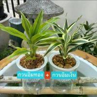 ราคา ต้นไม้มงคล บูชาสิ่งศักดิ์สิทธิ์ เสริมโชคลาภ การงาน การเงิน สุขภาพ 1 แถม 1 พร้อมกระถาง(ต้นไผ่กวนอิมทอง+ต้นไผ่กวนอิมเงิน) (1731735763039389820)