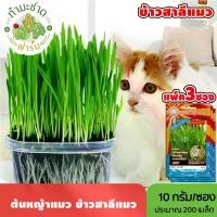 ราคา [แพ็ค 3 ซอง] 3A เมล็ดพันธุ์ ต้นหญ้าแมว ข้าวสาลีแมว ขนาดซองละ10กรัม ประมาณ200เมล็ด/ซอง WHEAT ต้นอ่อนข้าวสาลี เมล็ดพันธุ์พืช เมล็ดผัก ปลูกผักสวนครัว (1729622319885551625)