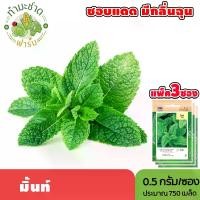 ราคา [แพ็ค 3 ซอง] เจียไต๋ เมล็ดพันธุ์ มิ้นท์ ขนาดซองละ0.5กรัม ประมาณ750เมล็ด/ซอง Mint ใบมิ้นท์ สะระแหน่ เมล็ดพันธุ์พืช เมล็ดผัก ปลูกผักสวนครัว (1729622290756831241)