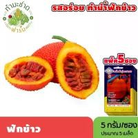 ราคา [แพ็ค 5 ซอง] 3A เมล็ดพันธุ์ ฟักข้าว ขนาดซองละ5กรัม ประมาณ5เมล็ด/ซอง SPRING BITTER CUCUMBER ขี้กาเครือ ผักข้าว มะข้าว เมล็ดพันธุ์พืช เมล็ดผัก ปลูกผักสวนครัว (1729622180300425225)