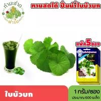 ราคา [แพ็ค 5 ซอง] 3A เมล็ดพันธุ์ ใบบัวบก ขนาดซองละ1กรัม ประมาณ600เมล็ด/ซอง CENTELLA ASIATICA ผักหนอก ผักแว่น กะบังนอก เมล็ดพันธุ์พืช เมล็ดผัก ปลูกผักสวนครัว (1729622138131417097)