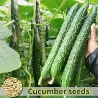 ราคา ปลูกง่าย เมล็ดสด100% เมล็ดพันธุ์ แตงกวา บรรจุ 40เมล็ด Japanese Cucumber Seed Vegetable Seeds for Planting เมล็ดแตงกวา เมล็ดพันธุ์ผัก ผักสวนครัว ต้นไม้มงคล เมล็ดบอนสี ต้นผลไม้ บอน (1729937374167075694)