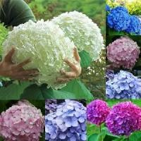 ราคา เมล็ดพันธุ์ ต้นไฮเดรนเจีย Hydrangeas เมล็ดดอกไม้สวย 50 เมล็ด เมล็ดพันธุ์พืช เมล็ดดอกไม้ พรรณไม้ ต้นไม้ ชวนชม ต้นไม้มงคล (1730224900418276343)