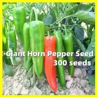 ราคา เมล็ดพันธุ์ พริกใหญ่ยักษ์ Giant Horn Pepper Seed - งอกง่าย 300เมล็ด/ซอง มล็ดพันธุ์ พริกบิ๊กจิม (Big Jim Giant Pepper Seed) ผลใหญ่ยักษ์ มล็ดพันธุ์พริก Hot Pepper Chilli Vegetable (1729984376284350675)