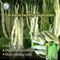 ราคา ปลูกง่าย(20เมล็ด/ซอง) เมล็ดพันธุ์ถั่วแขก Wide Green Kidney Bean Seeds หวานกรอบ งอกง่าย เมล็ดพันธุ์ ถั่วแขก เออรี่บุช สีเขียวอ่อน เมล็ดพันธุ์แท้ OP เมล็ดพันธุ์ผัก ผักสวนครัว ผักออ (1730482566392744482)