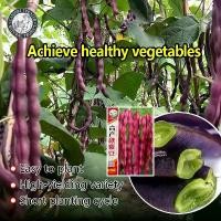 ราคา ปลูกง่าย(20เมล็ด/ซอง) เมล็ดพันธุ์ ถั่วแขกม่วง Purple Beans Seed - ปลูกง่าย ปลูกได้ทั่วไทย High Yield Purple String Bean Seeds เมล็ดพันธุ์แท้ OP เมล็ดพันธุ์ผัก ผักสวนครัว ผักออร์แ (1730482574168656418)