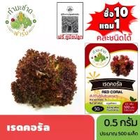 ราคา ทำมะชาดฟาร์ม (ซื้อ10แถม1) เมล็ดพันธุ์ เรดคอรัล ขนาด0.5กรัม ประมาณ500เมล็ด RED CORAL เรดโครอล ผักสลัด เมล็ดพันธุ์พืช เมล็ดผัก ปลูกผักสวนครัว (1729623270267652105)