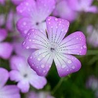 ราคา เมล็ดดอกไม้สวย เมล็ดข้าวสาลี(50pcs/Bag Agrostemma githago Seeds) โฟร์ซีซั่นหว่านเมล็ดพันธุ์ดอกไม้ป่าหยาบปลูกง่ายระเบียงสวนกระถางไม้ประดับเมล็ดพันธุ์ไม้ดอกไม้ประดับ (ต้นไม้มงคล ต้ (1730121714950310010)