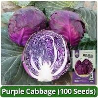 ราคา เมล็ดพันธุ์ กะหล่ำปลี ม่วง บรรจุ 100เมล็ด Purple Cabbage Seed Vegetable Seeds for Planting เมล็ดพันธุ์แท้ OP แท้ เมล็ดกะหล่ำปลี เมล็ดพันธุ์ผัก ผักสวนครัว บอนไซ บอนสี ผักออร์แกนิก (1731459590562744743)