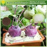 ราคา เมล็ดพันธุ์ กะหล่ำปมสีม่วง กะหล่ำปมสีเขียว โคราบี บรรจุ 200 เมล็ด Green & Purple Kohlrabi Seed เมล็ดพันธุ์ผัก เมล็ดพันธุ์พืช ผักสวนครัว ผักออร์แกนิก บอนไซ พันธุ์ผัก เมล็ดบอนสี ต้ (1731459646787848615)