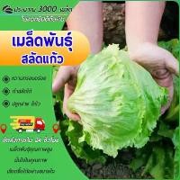 ราคา 3000 เมล็ด เมล็ดพันธุ์ ผักกาดแก้ว สลัดแก้ว ผักกาดหอมสลัดอิตาลี ผักสลัด เมล็ดพันธุ์พืช เมล็ดผัก ปลูกผักสวนครัว ปลูกง่าย โตไว (1731336267537287484)