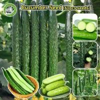 ราคา เมล็ดสด 100% เมล็ดพันธุ์แตงกวา เมล็ดแตงกวาญี่ปุ่น Japanese Cucumber Seed Organic Vegetable Seeds for Planting เมล็ดแตงกวา เมล็ดพันธุ์ OP แท้ เมล็ดผักสวนครัว ผักออร์แกนิก F1 เมล็ด (1731436790294087813)