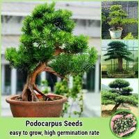 ราคา จุดประเทศไทย 20เมล็ด/ห่อ บอนสี เมล็ดพันธุ์ สนใบพาย Podocarpus Seeds Flower Seed ต้นไม้มงคล เมล็ดบอนสี ดอกไม้ปลูก พันธุ์ดอกไม้ ต้นไม้จริง ต้นไม้มงคลสวยๆ บอนไซ เมล็ดดอกไม้ ต้นบอนไซ (1731344847669397163)