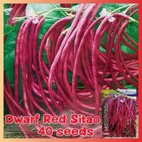 ราคา เมล็ดพันธุ์ ถั่วแขก ถั่วพุ่ม Red Dwarf Red Sitao Seeds - ผลผลิตสูง บรรจุ 40 เมล็ด ปลูกง่าย โตไว เมล็ดพันธุ์ถั่วแขก Bean Plants Seeds Vegetable Seeds เมล็ดพันธุ์พืช เมล็ดพันธุ์ผัก (1731344847698101931)