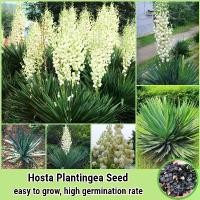 ราคา จุดประเทศไทย 50เมล็ด/ห่อ บอนสี เมล็ดพันธุ์ Hosta Plantingea Flower Seed Plants ต้นไม้มงคล เมล็ดบอนสี ต้นไม้มงคลสวยๆ บอนไซ เมล็ดดอกไม้ ต้นบอนไซ บอนสีพันหายาก ดอกไม้ปลูก พันธุ์ดอกไ (1731344837730338475)