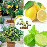 ราคา เมล็ดพันธุ์มะนาวเลม่อน เมล็ดพันธุ์ Lemon Seeds 10 เมล็ด บอนสี เมล็ดพันธุ์ดอกไม้ เมล็ดพันธุ์พืช พันธุ์ดอกไม้ เมล็ด (1732071176959462079)