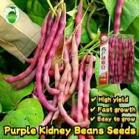 ราคา เมล็ดพันธุ์ถั่วแขกสีม่วง (Purple Bush Bean) บรรจุ 20 เมล็ด Organic Vegetable Seeds for Planting เมล็ดถั่วแขกสีม่วง F1 เมล็ดพันธุ์ผัก เมล็ดพันธุ์แท้ OP ผักสวนครัว ผักออร์แกนิก พัน (1731995872876202765)