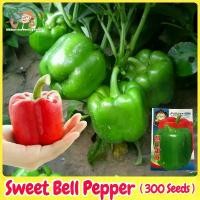 ราคา เมล็ดพริกหวาน เมล็ดพันธุ์ พริกหยวก บรรจุ 300เมล็ด Bell Pepper Seeds Organic Vegetable Seeds for Planting เมล็ดพริกหยวก พันธุ์ผัก เมล็ดพันธุ์พืช เมล็ดผัก ผักออร์แกนิก F1 เมล็ดพันธ (1731934584894884863)