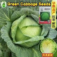 ราคา เมล็ดพันธุ์ กะหล่ำปลี เขียว กะหล่ำปลียักษ์ บรรจุ 250เมล็ด Green Cabbage Seed Organic Vegetable Seeds for Planting เมล็ดพันธุ์แท้ OP แท้ เมล็ดกะหล่ำปลี เมล็ดพันธุ์ผัก ผักสวนครัว ป (1731985589646166797)