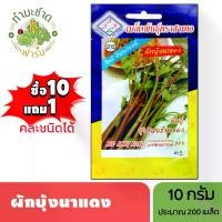 ราคา 3A (ซื้อ10แถม1) เมล็ดพันธุ์ ผักบุ้งนาแดง ขนาด 10 กรัม ประมาร 200 เมล็ด RED KANG KONG ผักทอดยอด ผักบุ้ง ผักบุ้งแดง ผักบุ้งนา เมล็ดพันธุ์พืช เมล็ดผัก ปลูกผักสวนครัว (1729625377855604745)