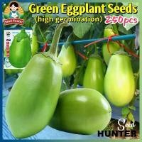 ราคา เมล็ดพันธุ์ มะเขือม่วงยักษ์ เมล็ดมะเขือยาวสีเขียว Big Green Eggplant Seeds 250เมล็ด/แพ็ค ของแท้ 100% ปลูกง่าย อัตรางอกสูง Organic Vegetable Seeds for Planting เมล็ดมะเขือยาว เมล็ (1732176417001278141)