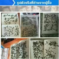 ราคา **ส่งจากไทย** แผ่นกาวดักแมลงวัน กระดาษกาวแมลงวัน กำจัด ติด ดักแมลงวัน 100 แผ่น (1730464401514072469)