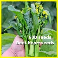 ราคา ผักซอง สามเอ กวางตุ้งดอก ฮ่องกง Green Choy Sum Seeds - เมล็ดพันธุ์ ผักกวางตุ้ง งอกง่าย 600เมล็ด/ซอง ปลูกผักสวนครัว เมล็ดผัก โตไว เมล็ดพันธุ์ผักขายดี High Yield Organic Vegetables (1731919385329567944)