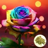 ราคา เมล็ดกุหลาบสีรุ้ง, Riddlec, ง่ายต่อการเติบโต, เมล็ดธรรมชาติ, หอม, สีสันสดใส, เหมาะสำหรับใช้ในร่มและกลางแจ้ง, ตกแต่งบ้านสวน, บรรจุภัณฑ์ 500 ชิ้น (1731416563298173973)
