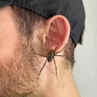 ราคา ต่างหูแมงมุม สไตล์ยุโรปและอเมริกา ต่างหูบุคลิกภาพเดี่ยว ต่างหู เดซี่ จิว ขยาย หู ต่าง หู แม่เหล็ก ต่าง หู ผู้ชาย ต่างหู ที่ สวยงาม อุปกรณ์ ต่าง หู อัญมณี กรอบ เซเว่น (1732222992976546753)