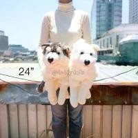ราคา ตุ๊กตา Lying Grey & White Siberian Husky ไซบีเรียนฮัสกี้ 15/18/24/30นิ้ว ไซบีเรียน ฮัสกี้ Anee Park หมา สุนัข ตุ๊กตาหมา เบบี้ ทรี 12 นักษัตร shrimpo plushie ยั๊วะ หลอก ไม่เ (1731406857685404454)
