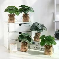 ราคา พืชประดิษฐ์, ชุด 3 ชิ้น, ถุงผ้ากระสอบขนาดเล็ก, แจกัน, พืชเทียม, บ้านไร่, โต๊ะกาแฟที่บ้าน, ชั้นวางหนังสือ, ตกแต่งโต๊ะทำงาน, ห้องครัว, ห้องรับประทานอาหาร, พืชปลอมในร่ม (1730184536392501914)