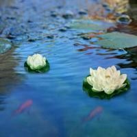 ราคา พืชประดิษฐ์ดอกบัว ลอยน้ำ ดอกลิลลี่น้ำ ใบ ดอกไม้ สระว่ายน้ำ สีขาว ปลอม ชุด 6 ชิ้น (1731605337927682327)