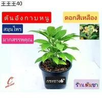 ราคา พร้อมส่ง ต้นอังกาบหนู ดอกเหลือง สมุนไพร มากสรรพคุณ กระถาง 6" (1732159214512474546)