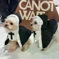 ราคา ชุดแมวและสุนัข, อุปกรณ์ประกอบฉากภาพสัตว์เลี้ยงขนาดเล็กและขนาดกลาง COS, เครื่องแต่งกายตลก, สำหรับแมว, แมว ป้ายชื่อ น้องหมา น่ารัก ป้าย ชื่อ เลเซอร์ ปลอก คอ ถุง มือ ป้องกัน สัตว์เล (1731291260790277206)