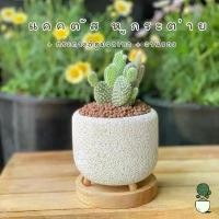 ราคา แคคตัส หูกระต่าย (Opuntia microdasys) กระบองเพชร หูมิกกี้เมาส์ พร้อมกระถางอิฐมวลเบา+จานรองไม้ (1731926258871797074)