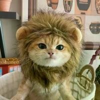 ราคา หมวกแมว หมวก ผ้าโพกศีรษะตลก แมว สิงโต หูกระต่าย สุนัขตัวเล็ก หมวกสัตว์เลี้ยง อุปกรณ์ตลกน่ารัก ผ้าโพกศีรษะเปลี่ยนชุด (1729818184037599594)